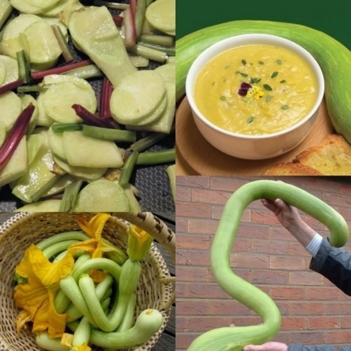 Кабачок мускатний ‘Tromboncino d'Albenga’ (Cucurbita moschata)