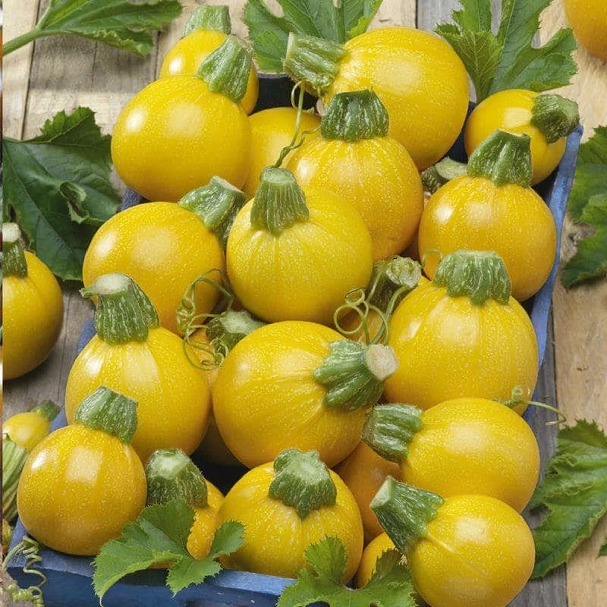Кабачок ‘Gold Ball F1’ (Cucurbita pepo)