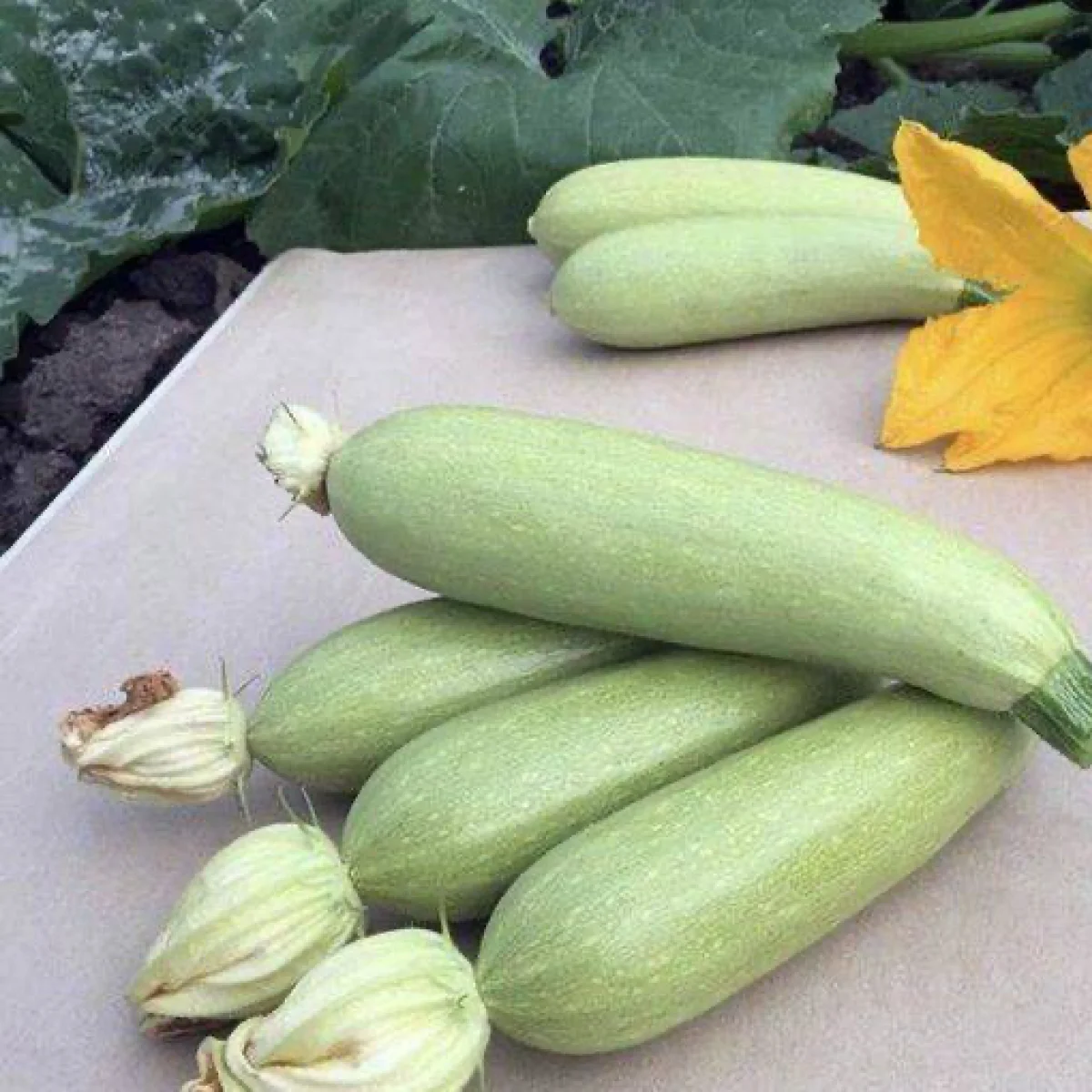 Кабачок ‘Iskander F1’ (Cucurbita pepo)