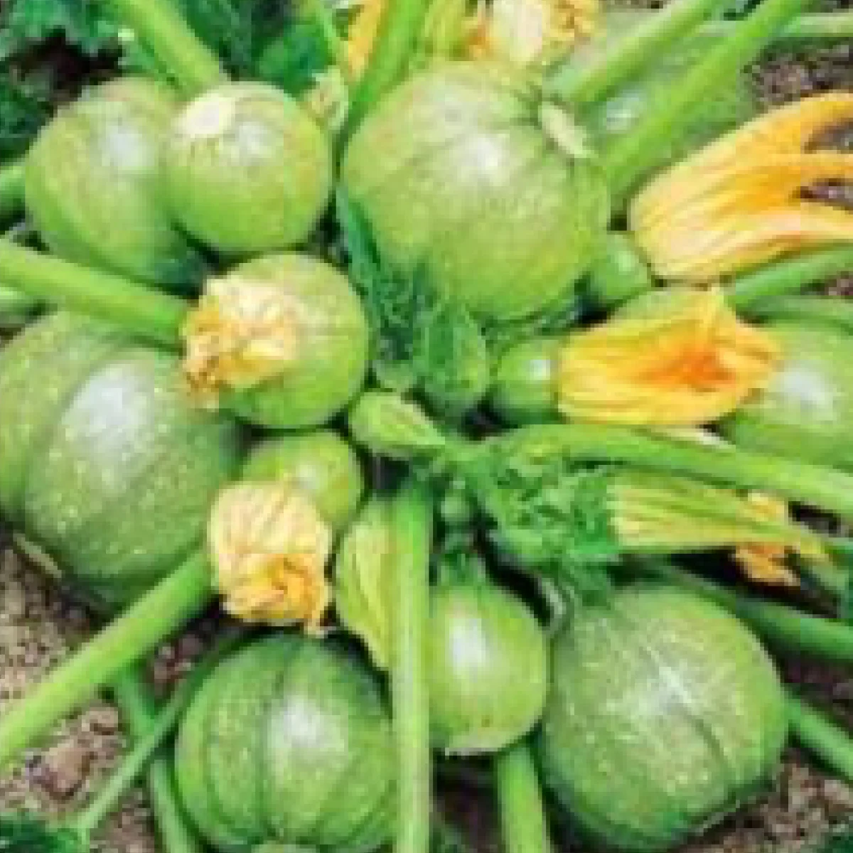 Кабачок ‘Round Beauty F1’