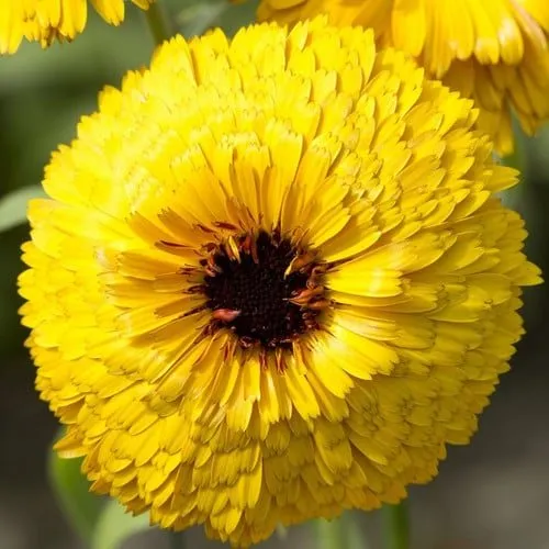 Календула ‘Bull’s Eye’ (Calendula officinalis)