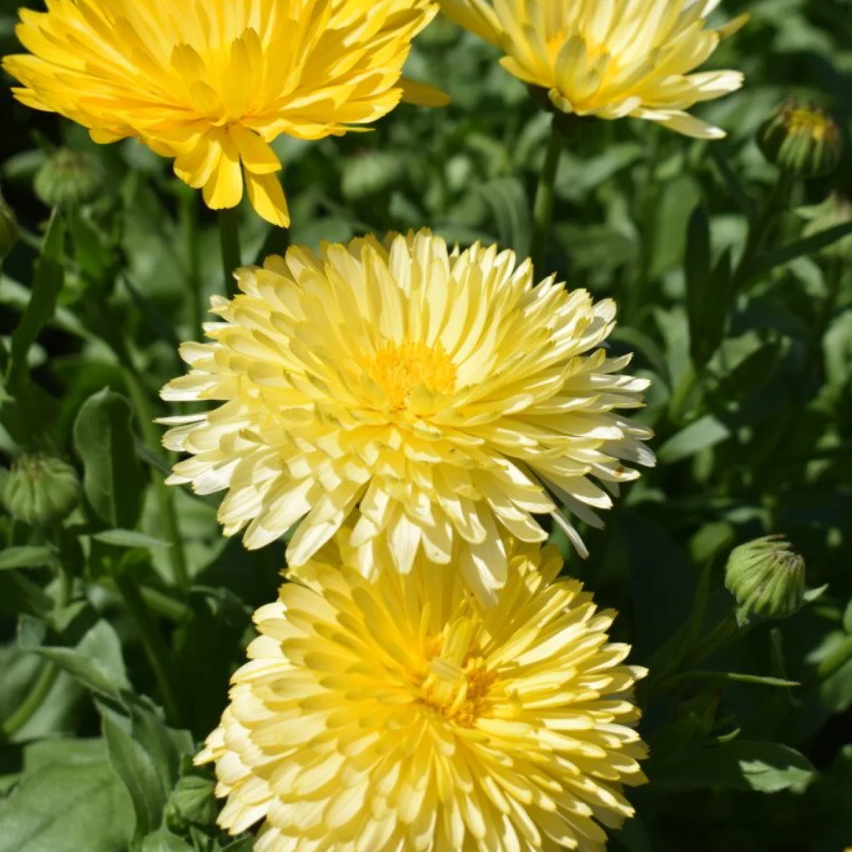 Календула ‘Cream Beauty’ (Calendula officinalis)