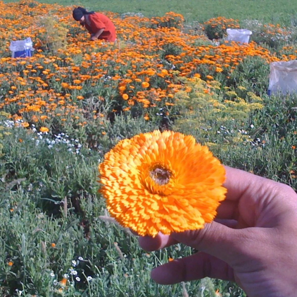 Календула ‘Deja Vu’ (Calendula officinalis)