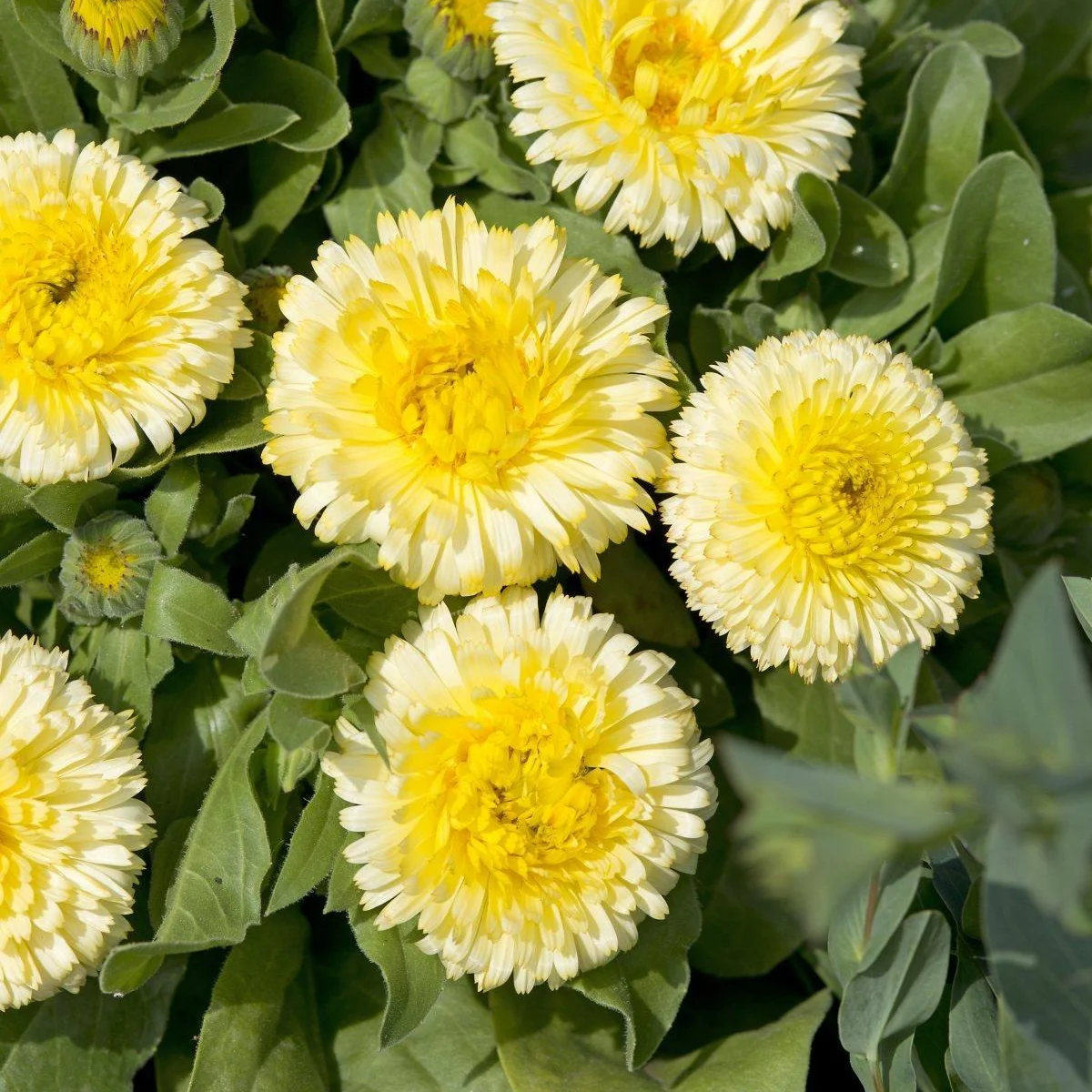 Календула ‘Double Lemon’ (Calendula officinalis)