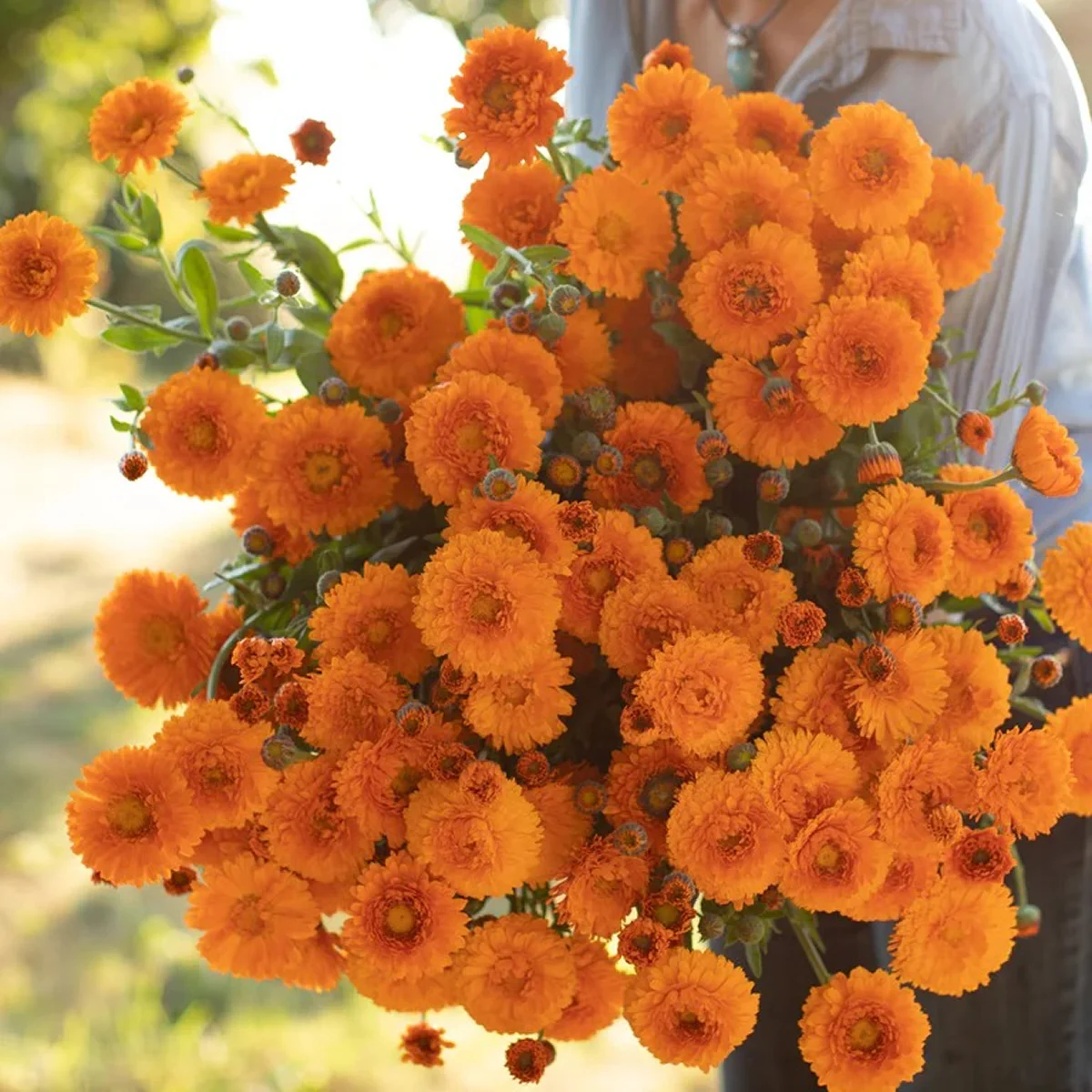 Календула ‘Greenheart Orange’ (Calendula officinalis)