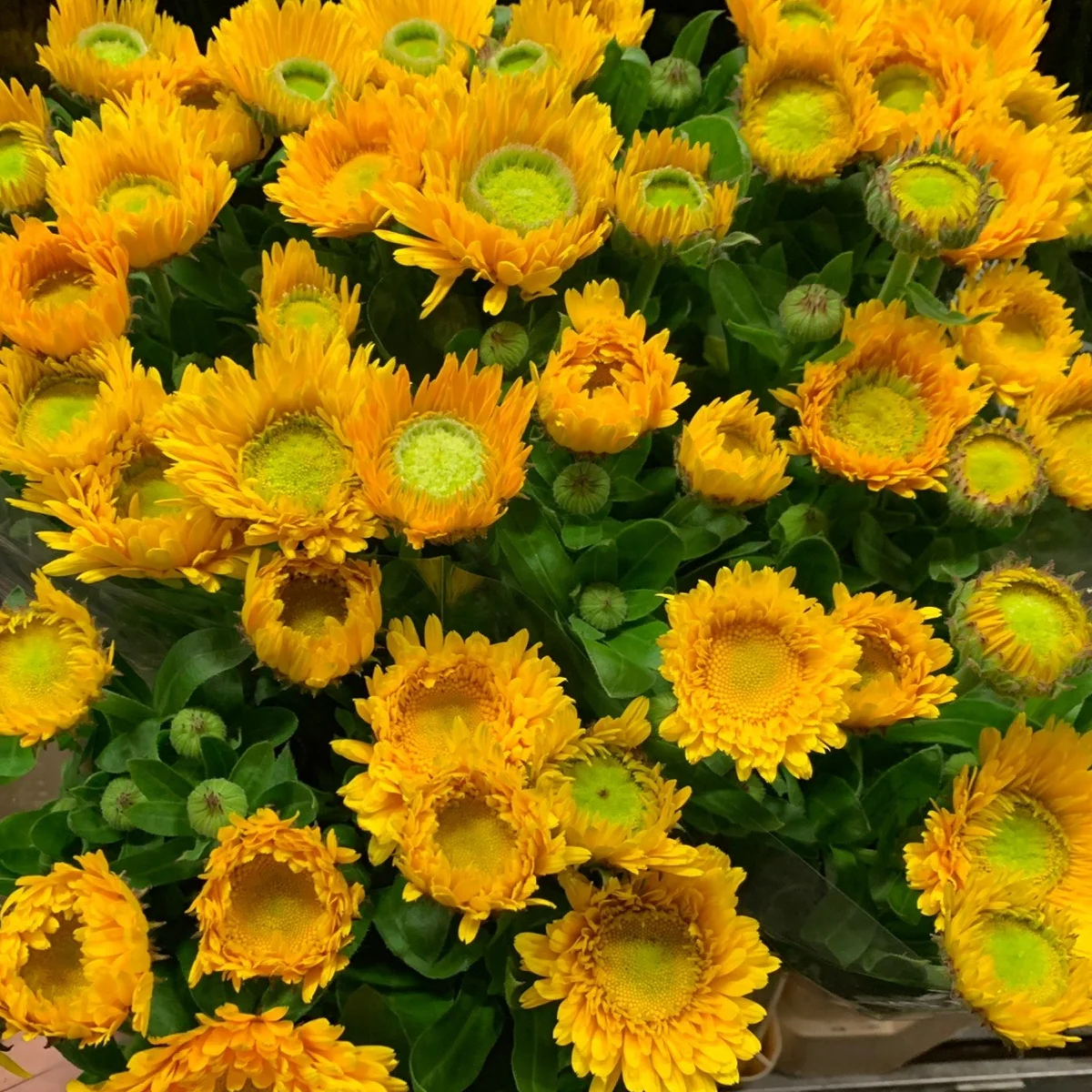 Календула ‘Greenheart Yellow’ (Calendula officinalis)