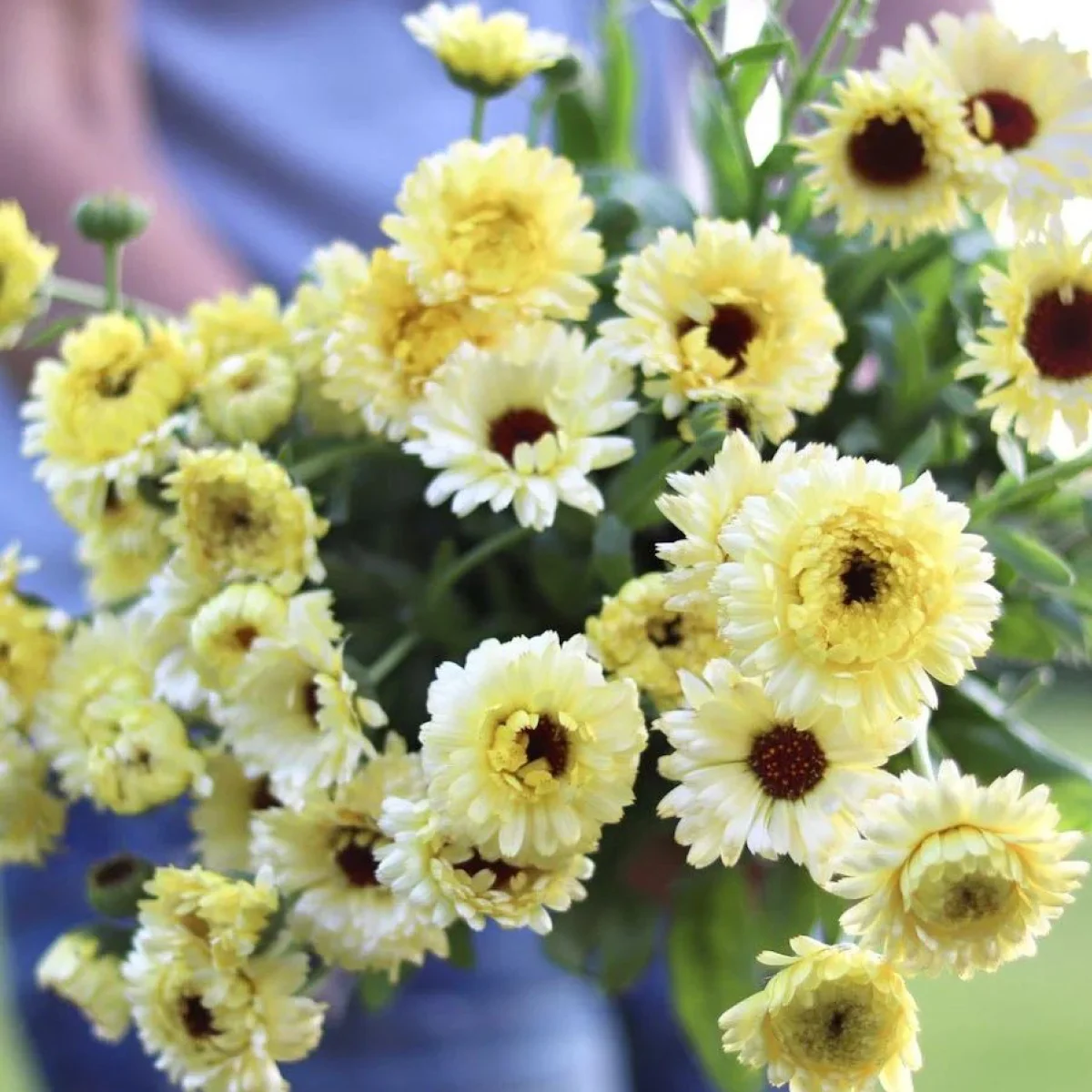 Календула ‘Ivory Princess’ (Calendula officinalis)