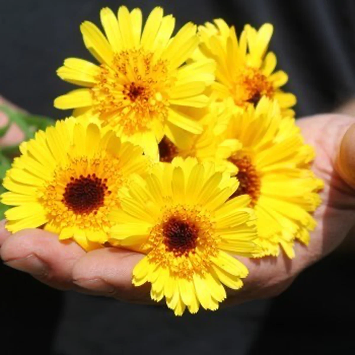 Календула ‘Kablouna Intense Yellow’ (Calendula officinalis)