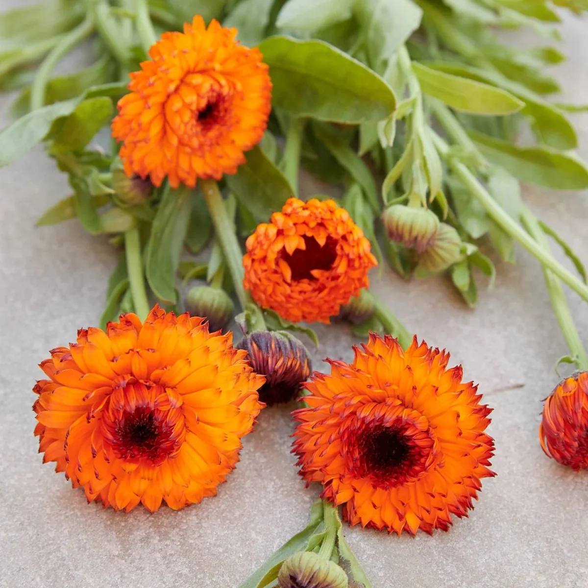 Календула ‘Neon’ (Calendula officinalis)