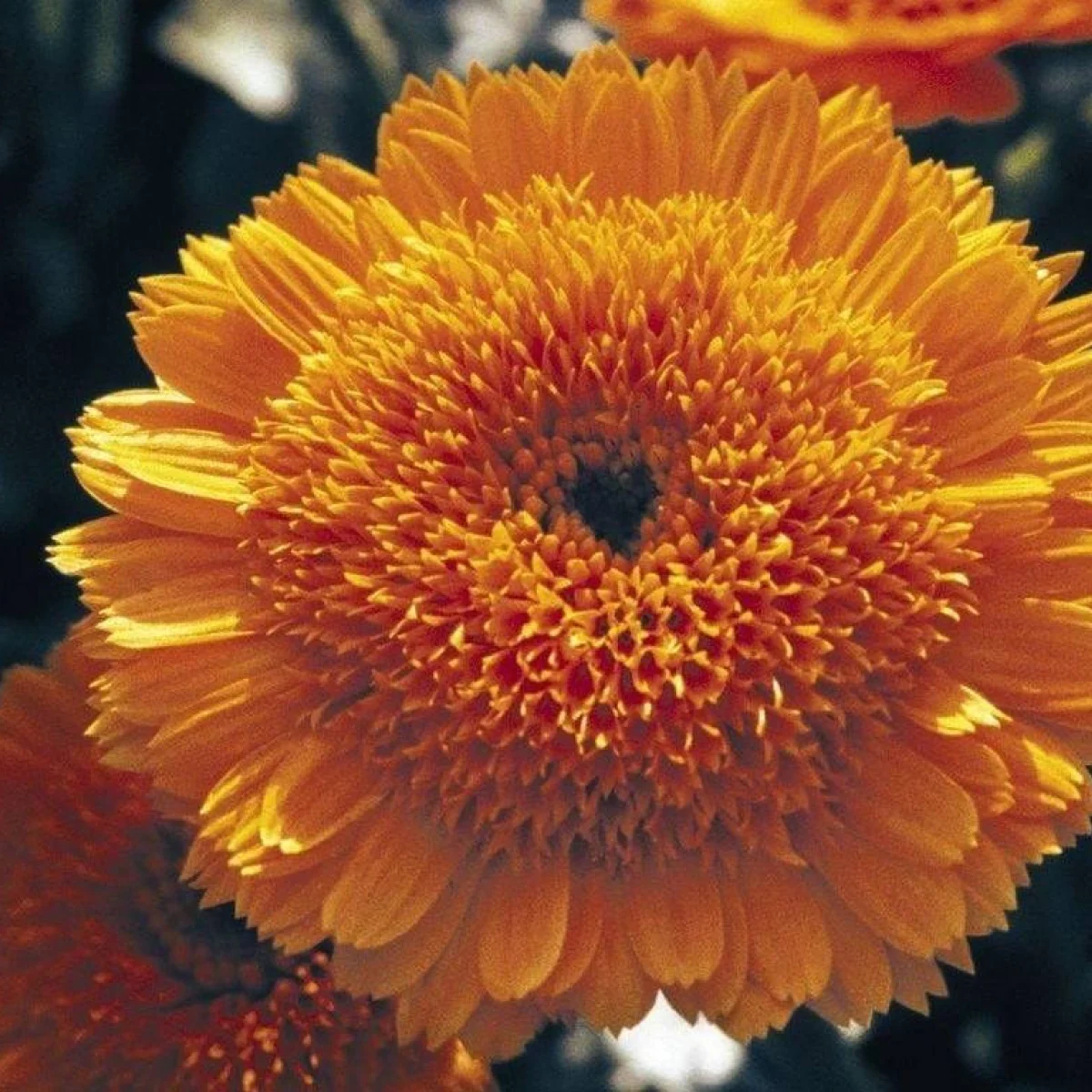 Календула ‘Prince Golden’ (Calendula officinalis)