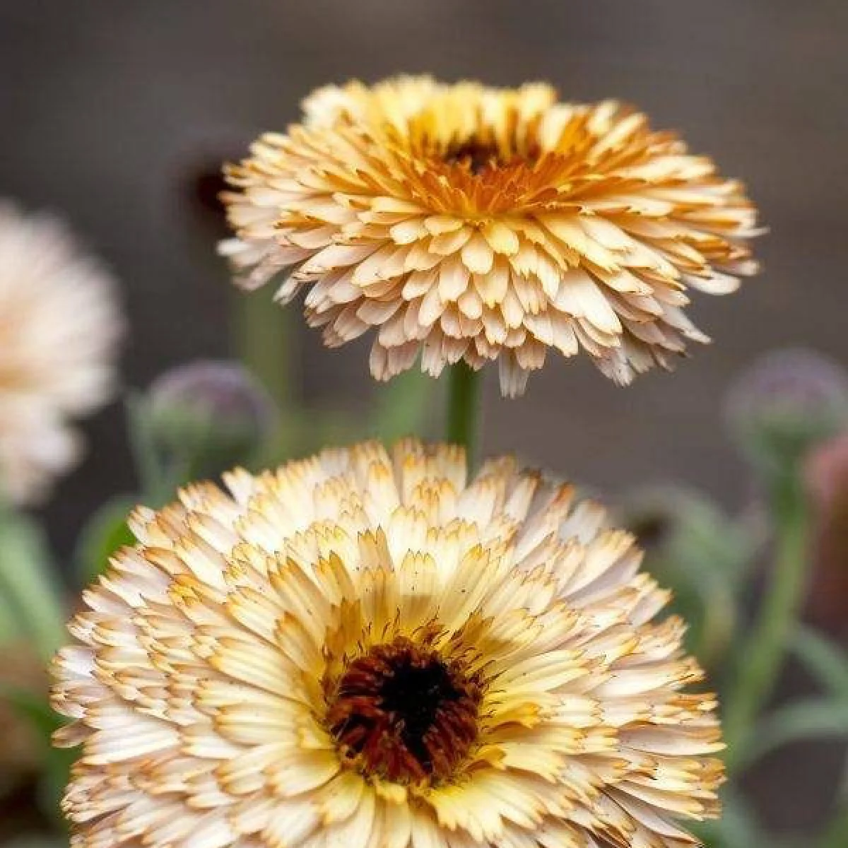Календула ‘Pygmy Buff’ (Calendula officinalis)