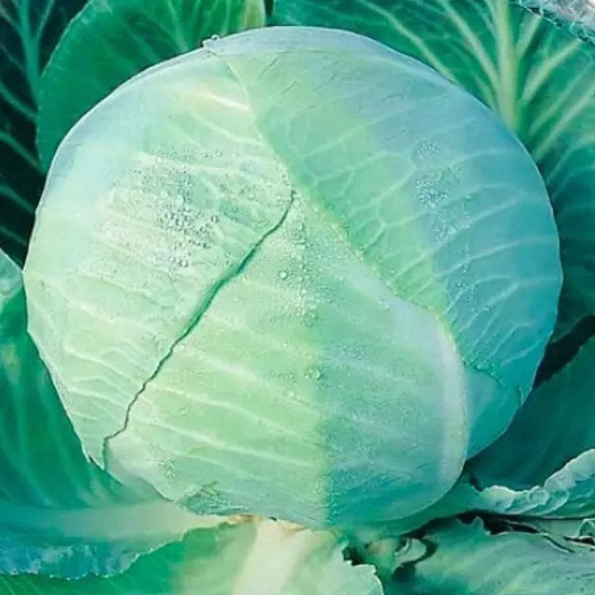 Капуста білоголова ‘Amager’