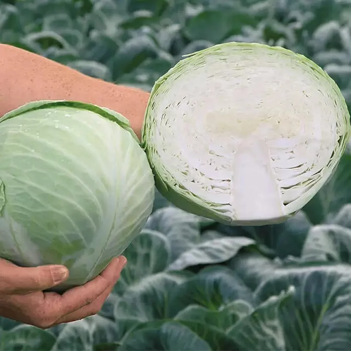 Капуста білоголова ‘Ancoma F1’