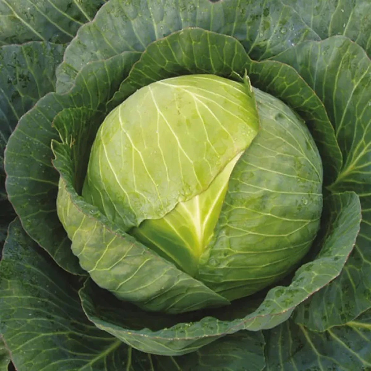 Капуста білоголова ‘Centurion F1’