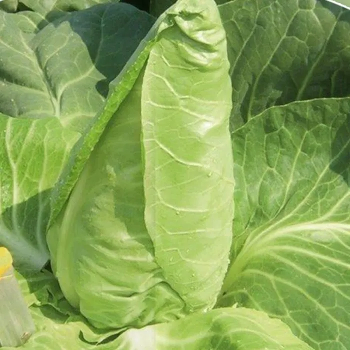 Капуста білоголова ‘Greyhound’
