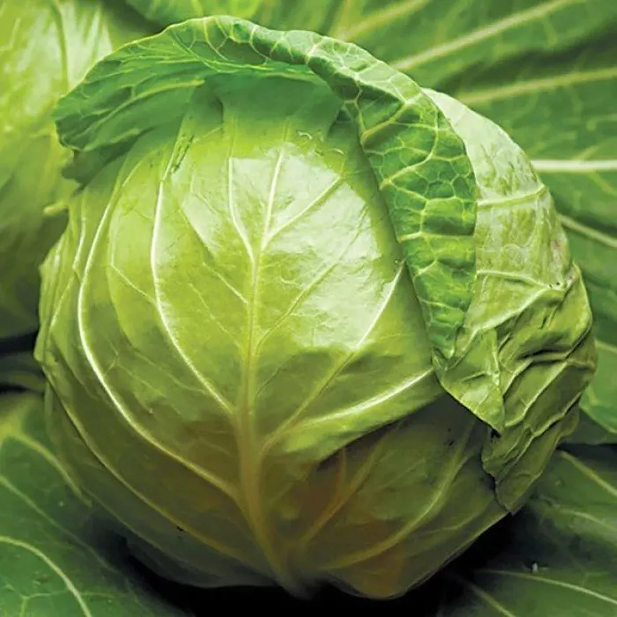 Капуста білоголова ‘Jetodor F1’