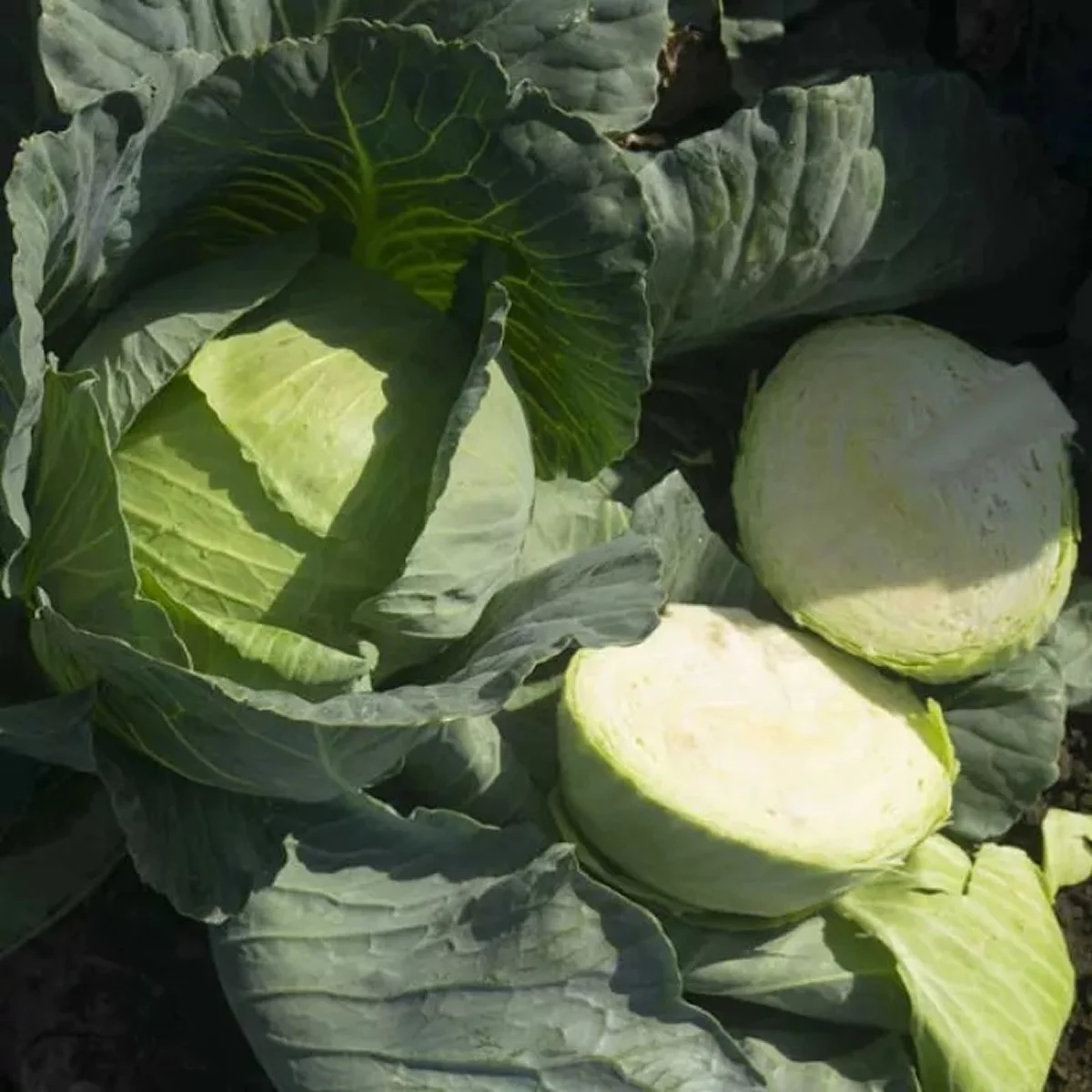 Капуста білоголова ‘Katator F1’