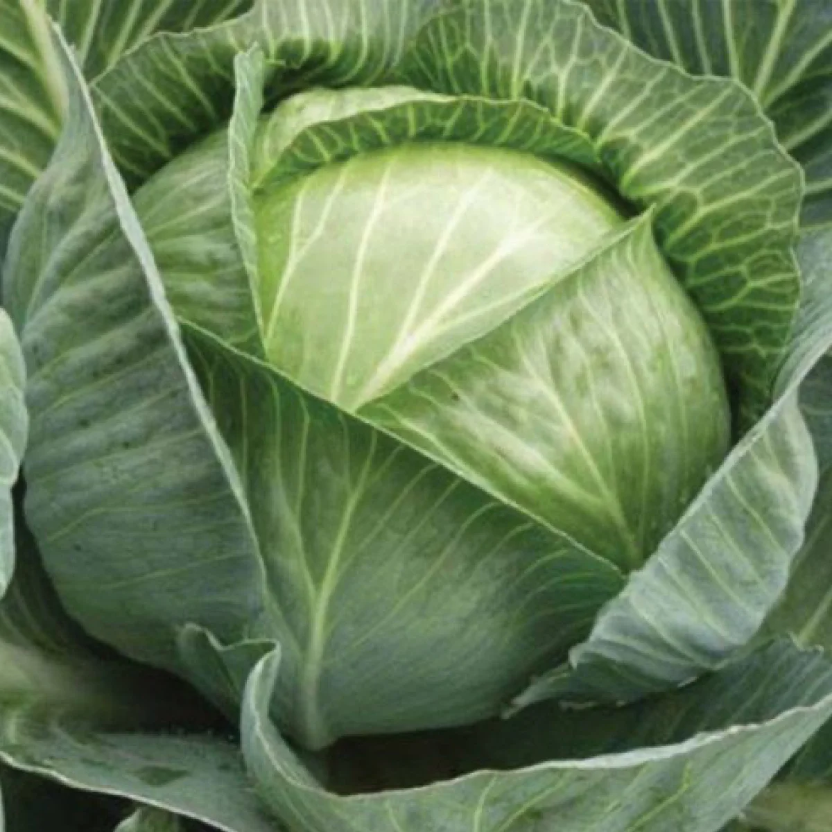 Капуста білоголова ‘Langedijker Decema’