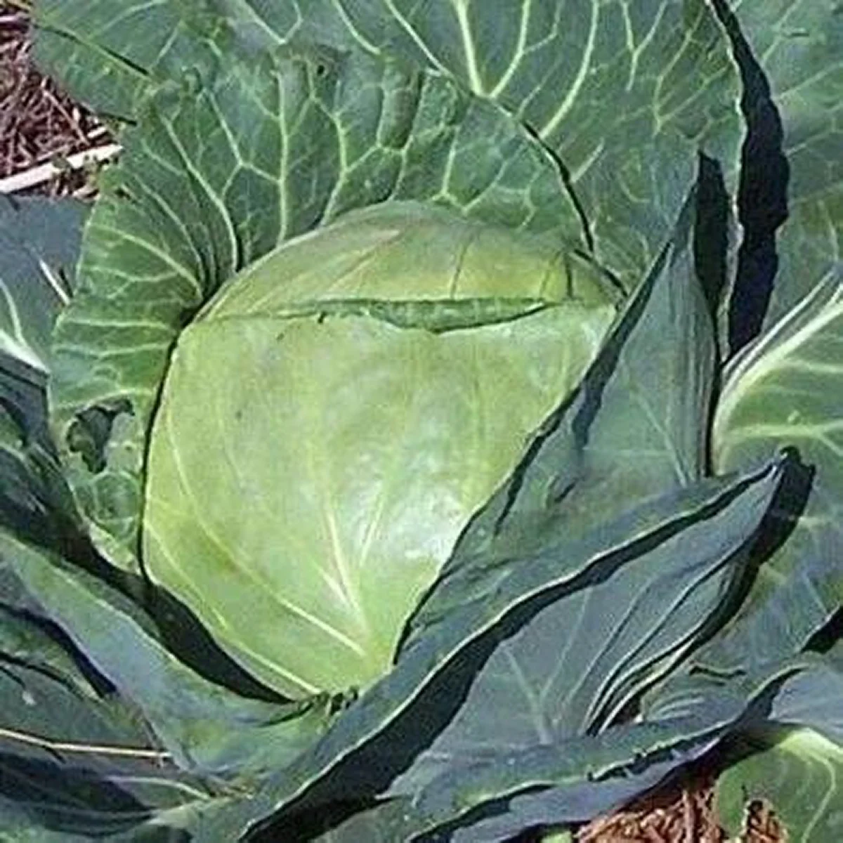 Капуста білоголова ‘Late Flat Dutch’