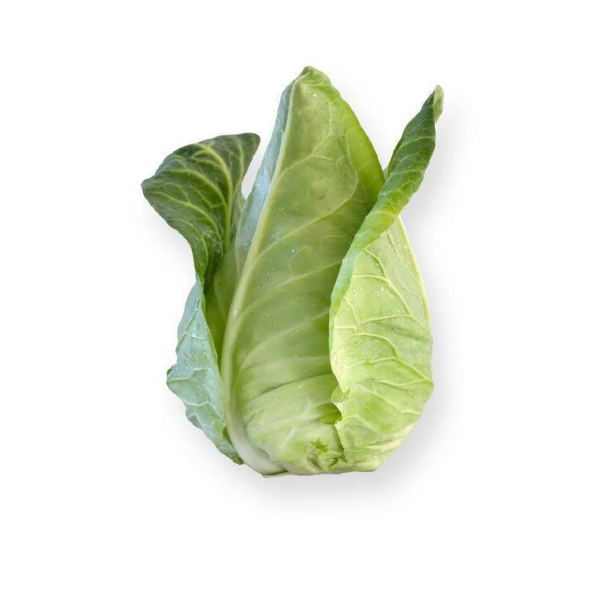 Капуста білоголова ‘Sonsma F1’ (конічна)