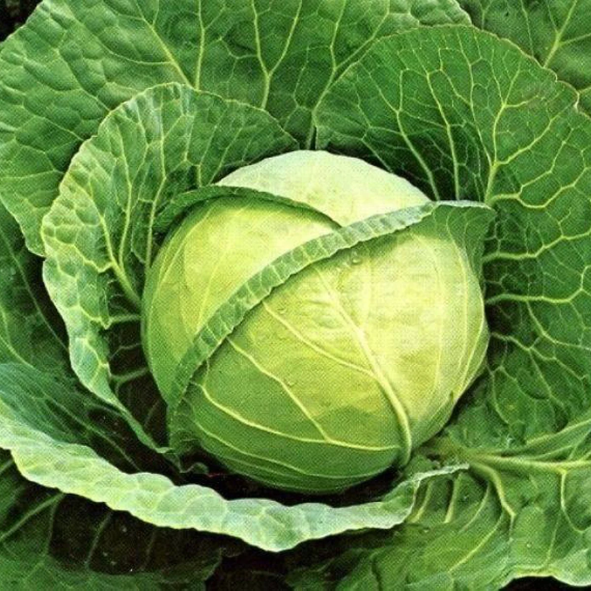 Капуста білоголова ‘Transfer’