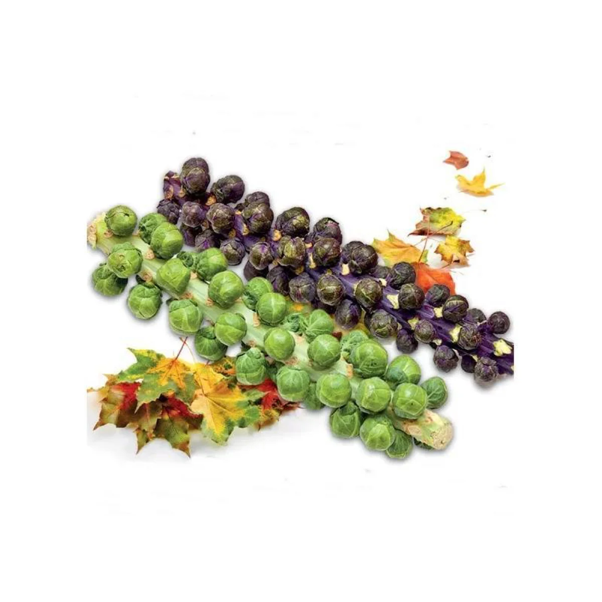 Капуста брюссельська ‘Color Mix’ (Brassica oleracea var. gemmifera)