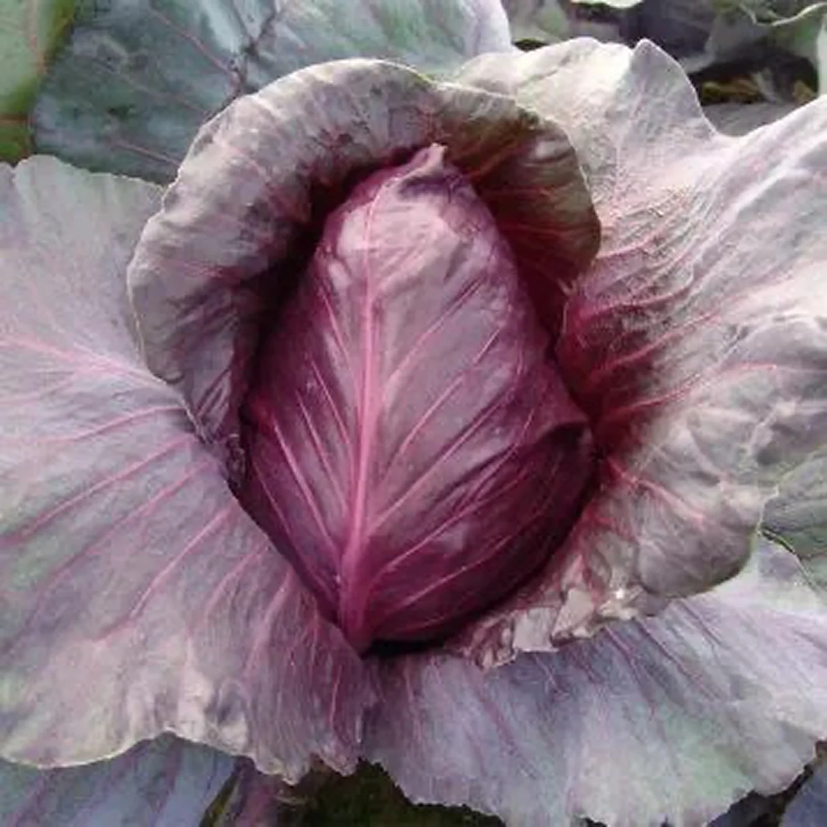 Капуста червоноголова конічна ‘Tinti F1’