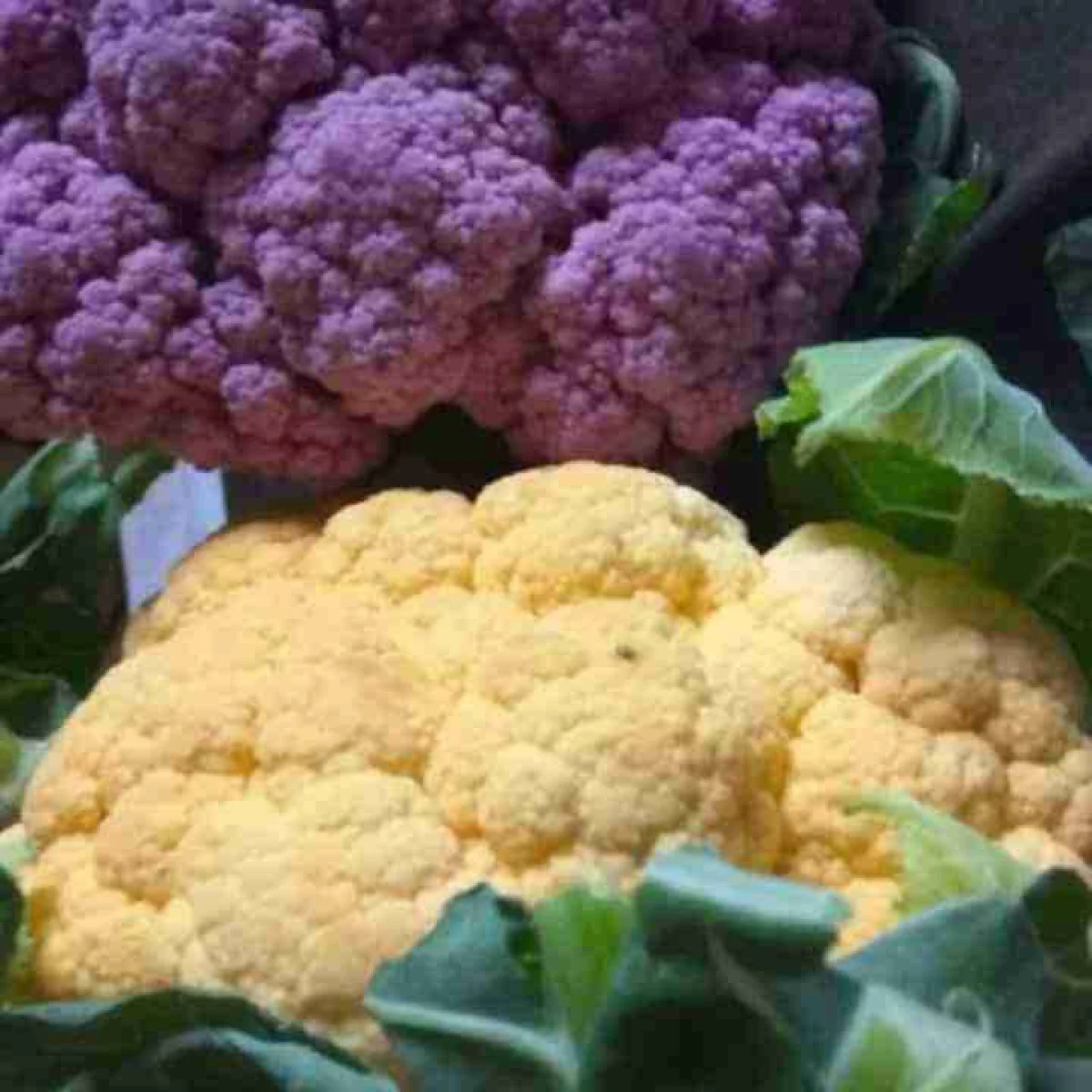 Капуста цвітна мікс ‘Graffiti F1 + Flame Star F1’