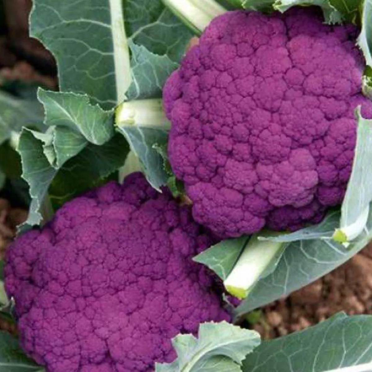 Капуста цвітна ‘Graffiti F1’