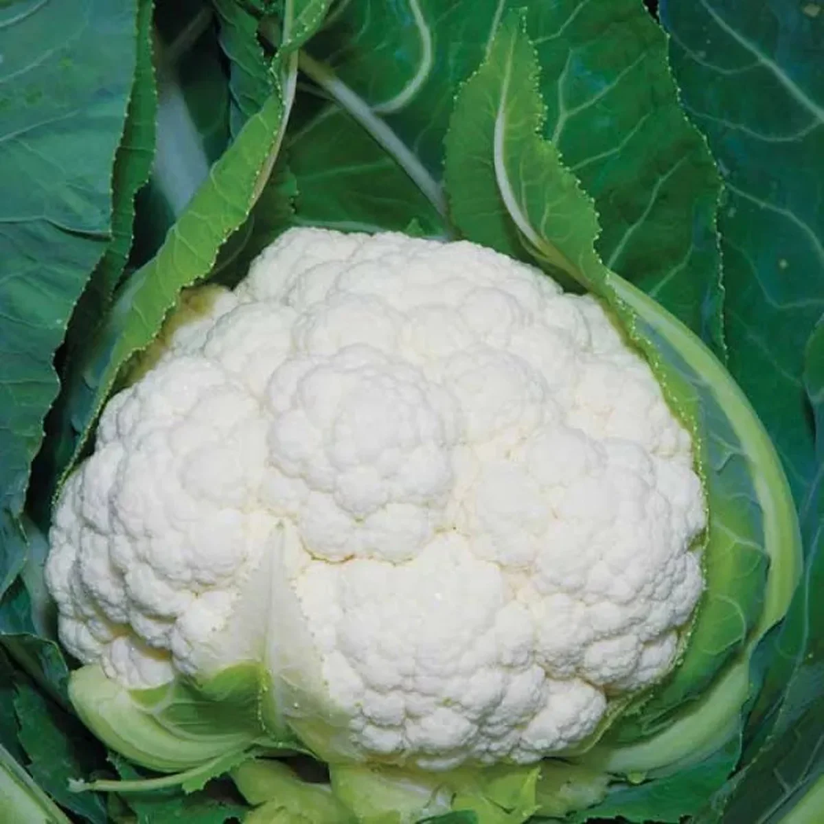 Капуста цвітна ‘Lecanu F1’