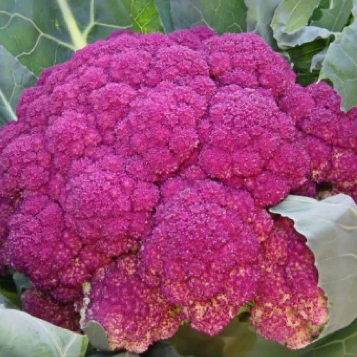 Капуста цвітна ‘Рожевий бутон’