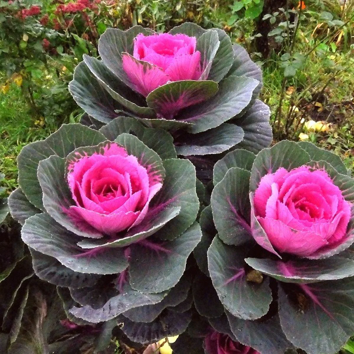 Капуста декоративна ‘Condor Red’ (Brassica oleracea)
