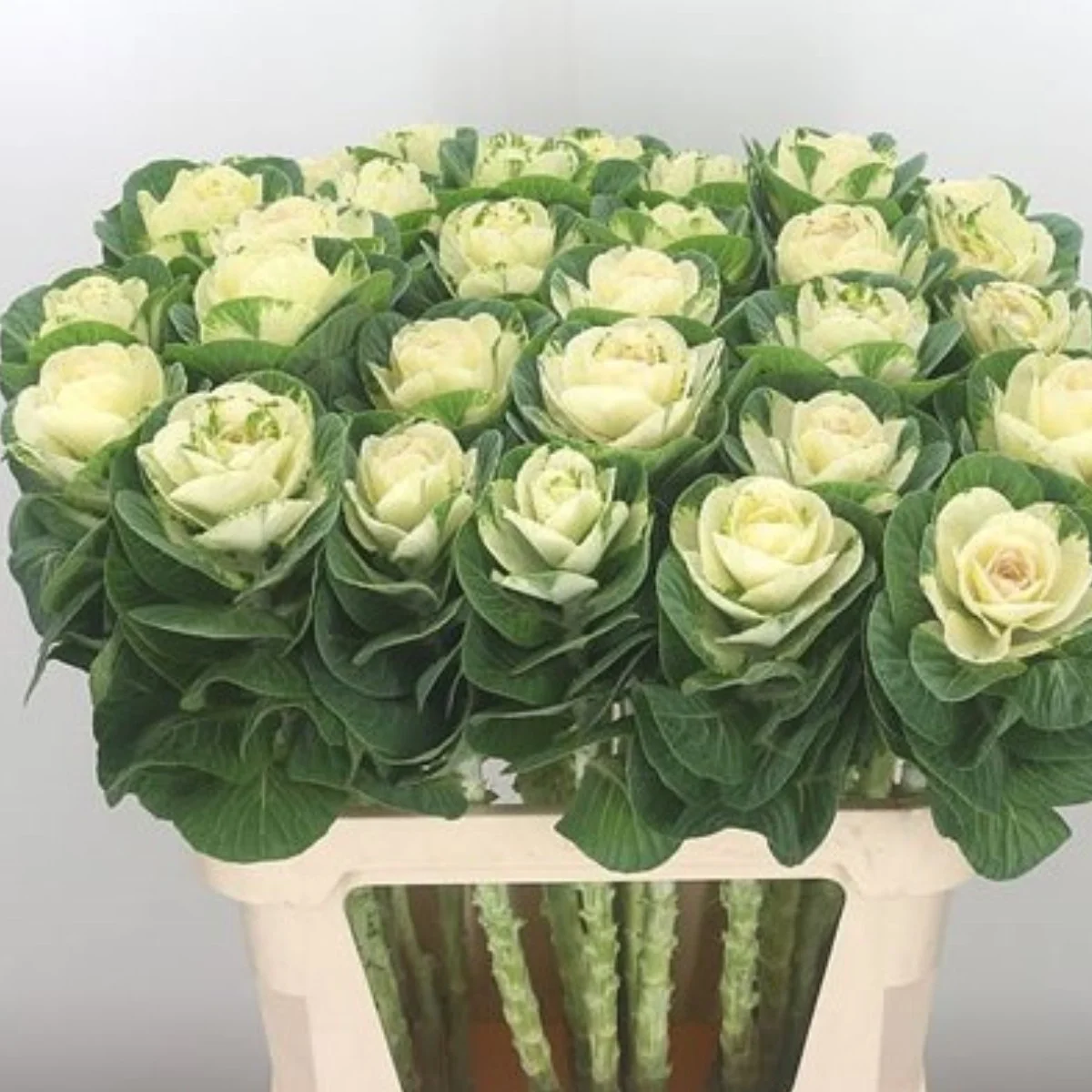 Капуста декоративна ‘Condor White’ (Brassica oleracea)