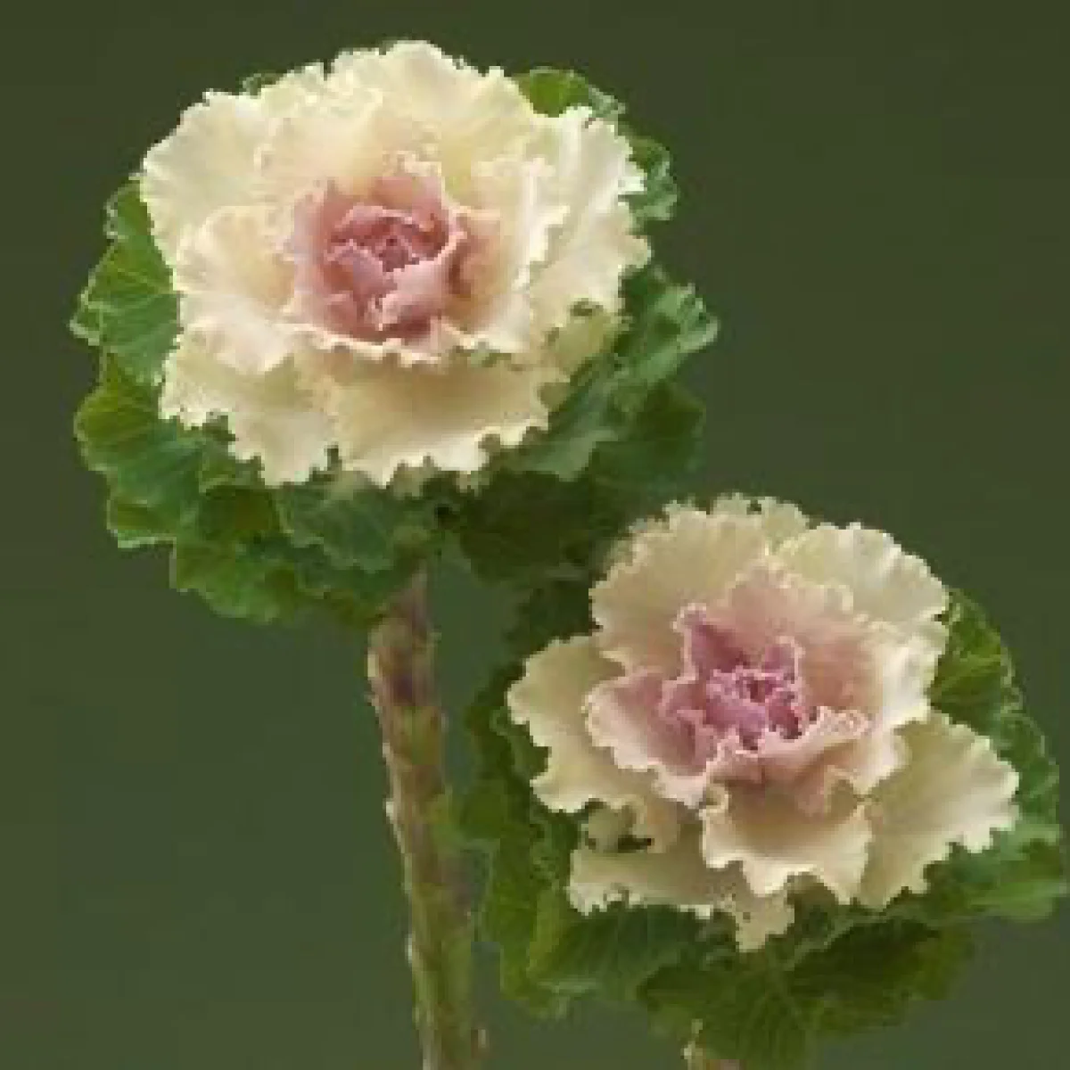 Капуста декоративна ‘Crane F1 Bicolor’ (Brassica oleracea)