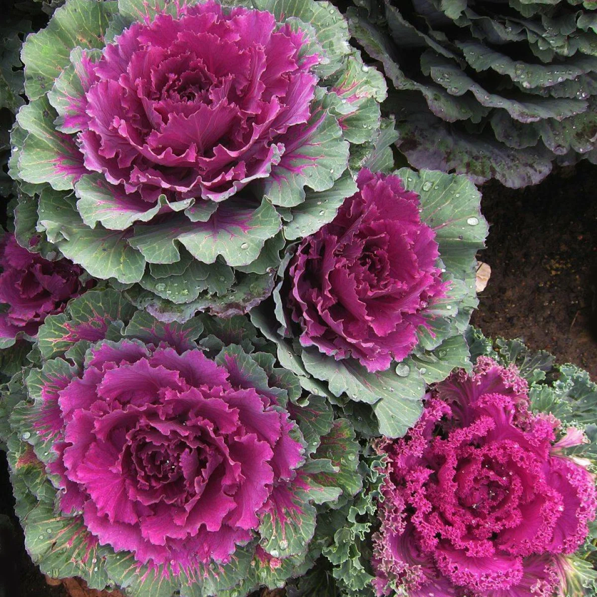 Капуста декоративна ‘Crane F1 Pink’ (Brassica oleracea)