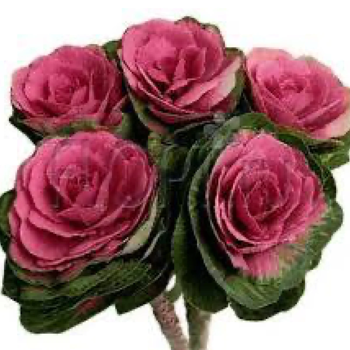 Капуста декоративна ‘Crane F1 Red’ (Brassica oleracea)