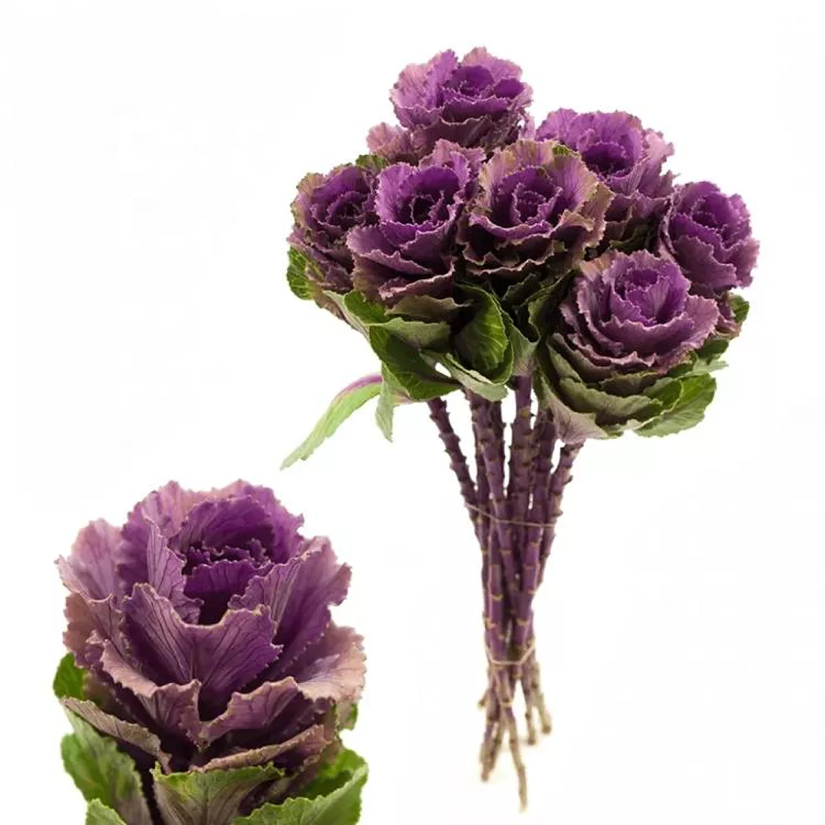 Капуста декоративна ‘Crane F1 Ruby’ (Brassica oleracea)