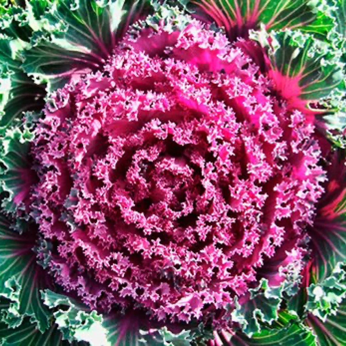Капуста декоративна ‘Kamome Bright Red’ (Brassica oleracea)