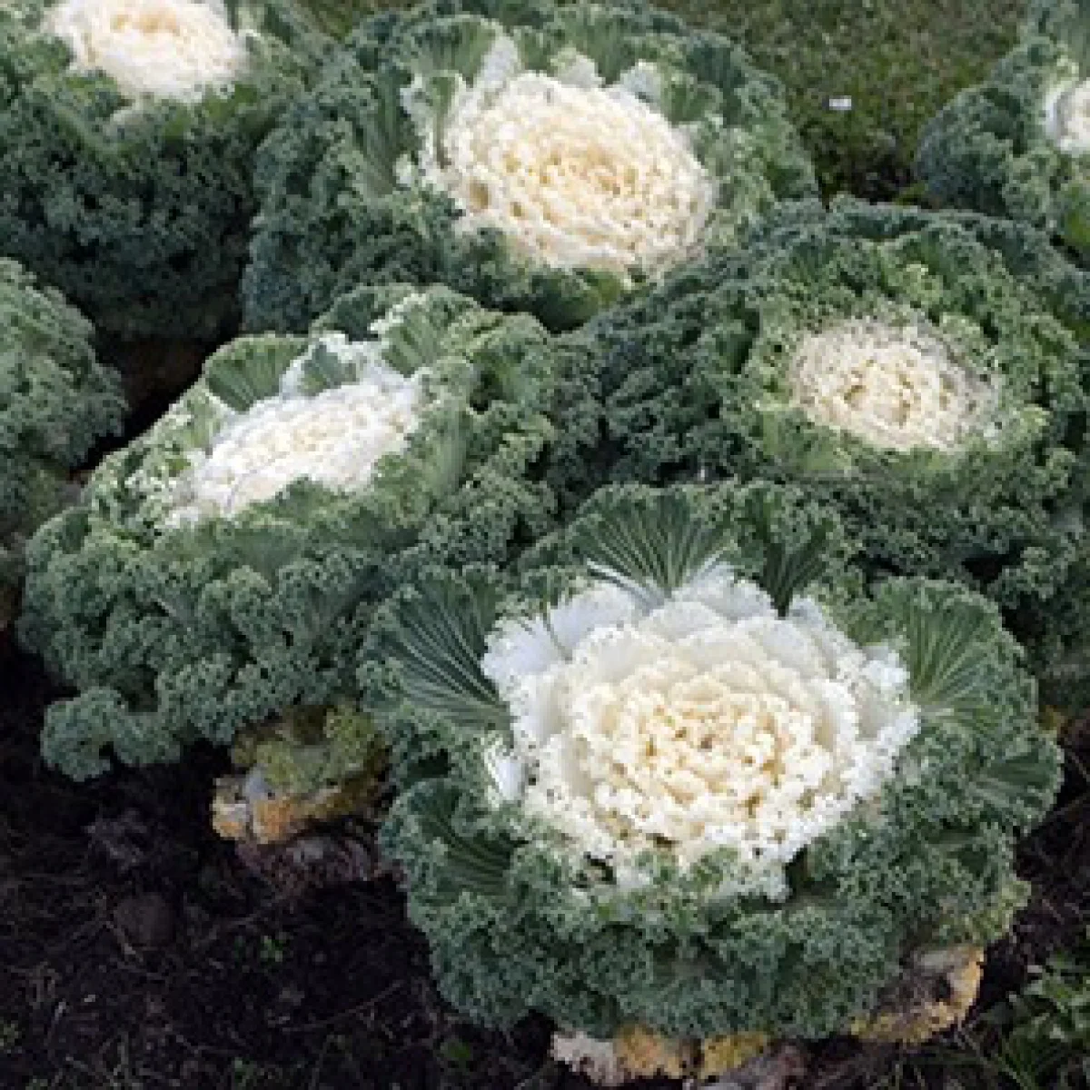 Капуста декоративна ‘Kamome Bright White’ (Brassica oleracea)