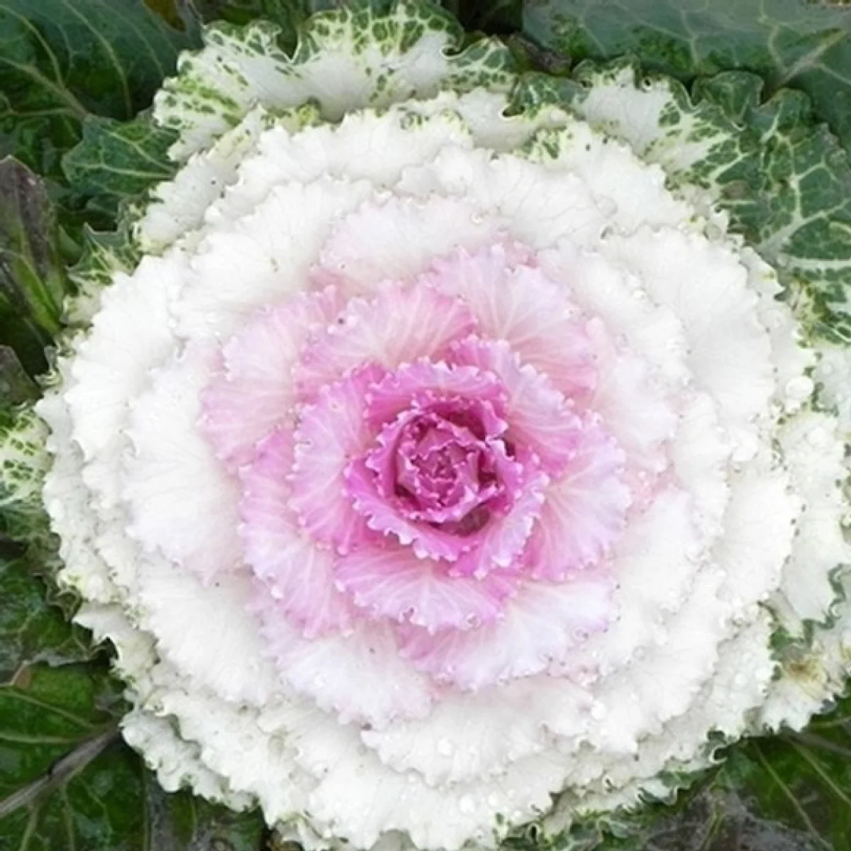 Капуста декоративна ‘Pigeon Victoria’ (Brassica oleracea)