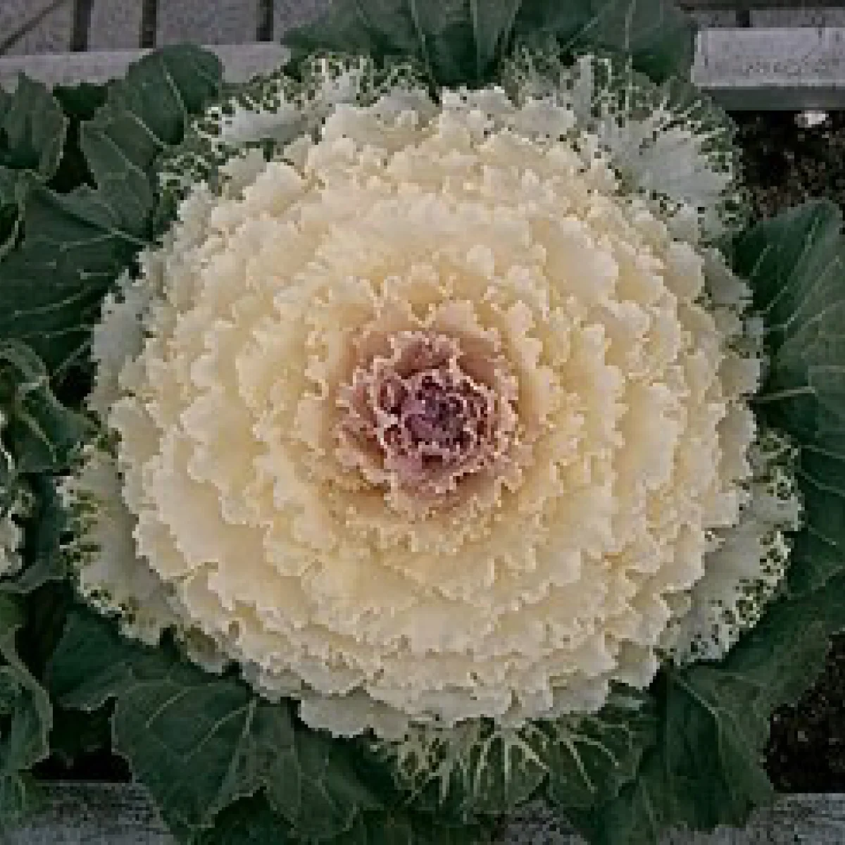 Капуста декоративна ‘Songbird F1 White’ (Brassica oleracea)