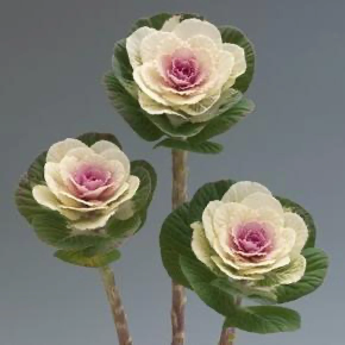 Капуста декоративна ‘White Crane’ (Brassica oleracea)