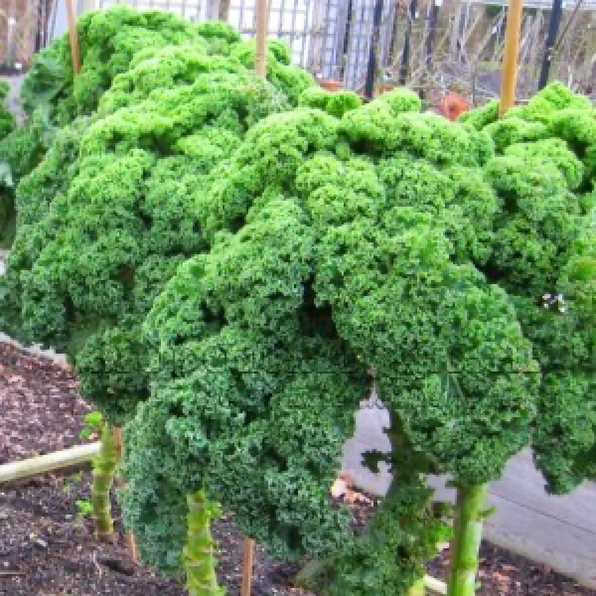 Капуста кейл ‘Curled’ (Brassica oleracea var. acephala)