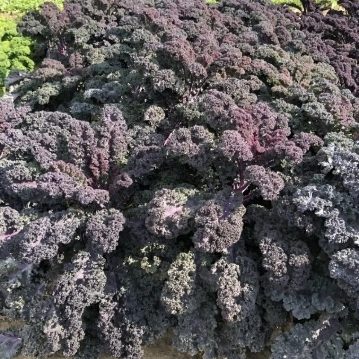 Капуста кейл ‘Red Curl’ (Brassica oleracea var. sabellica)