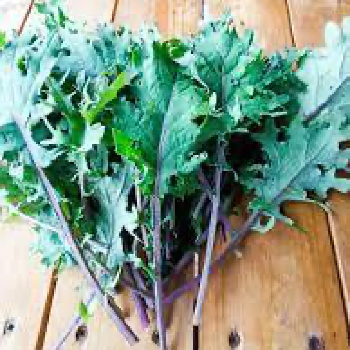 Капуста кейл ‘Red Rechn’ (Brassica oleracea var. acephala)