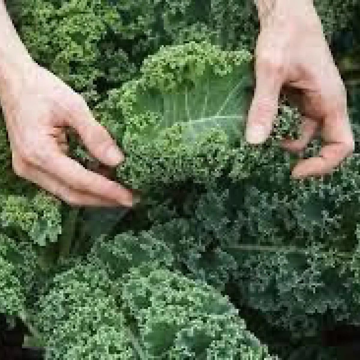 Капуста кейл ‘Tentoreto’ (Brassica oleracea var. sabellica)