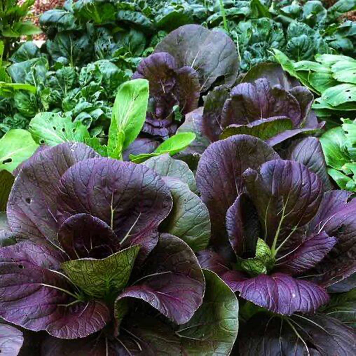 Капуста листова ‘Камацуна’ (Komatsuna)