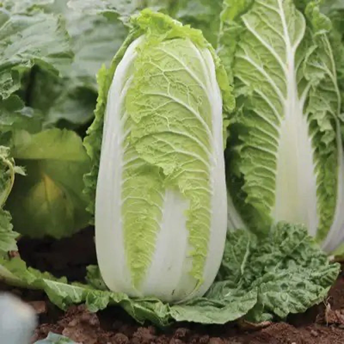 Капуста пекінська ‘Marrio F1’