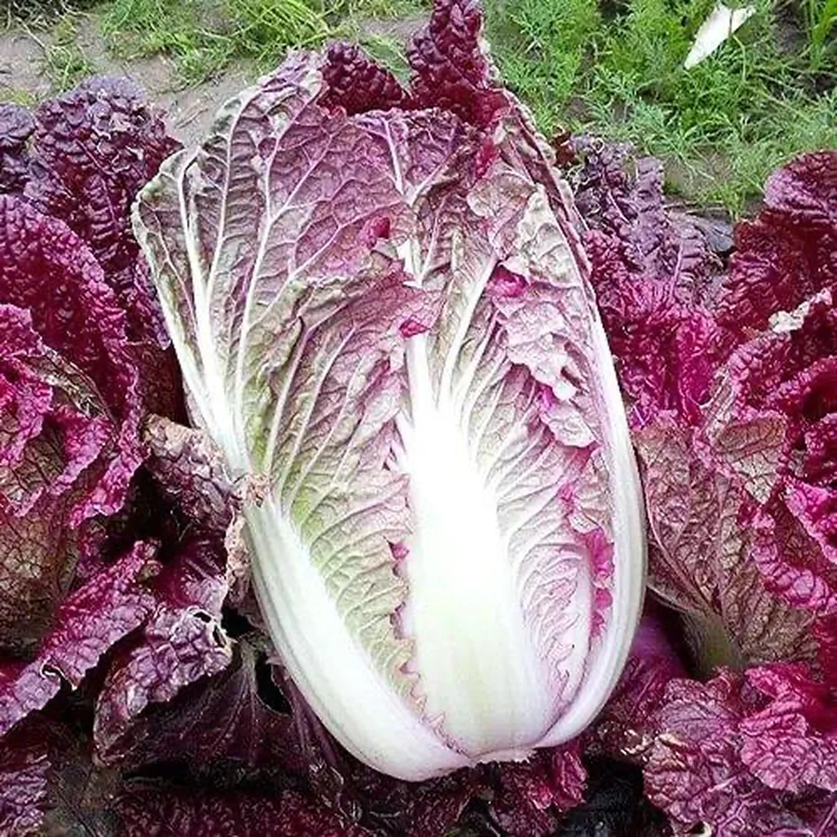 Капуста пекінська ‘Yamada F1 (KS 888 F1)’