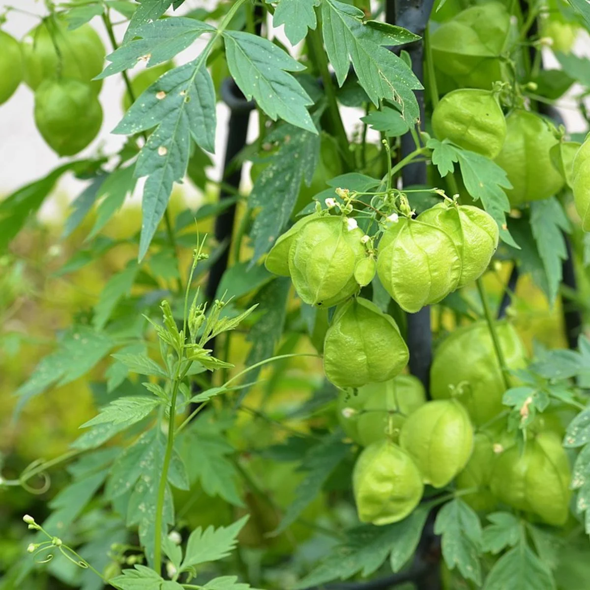 Кардіоспермум ‘Green Balloon’ (Cardiospermum halicacabum)